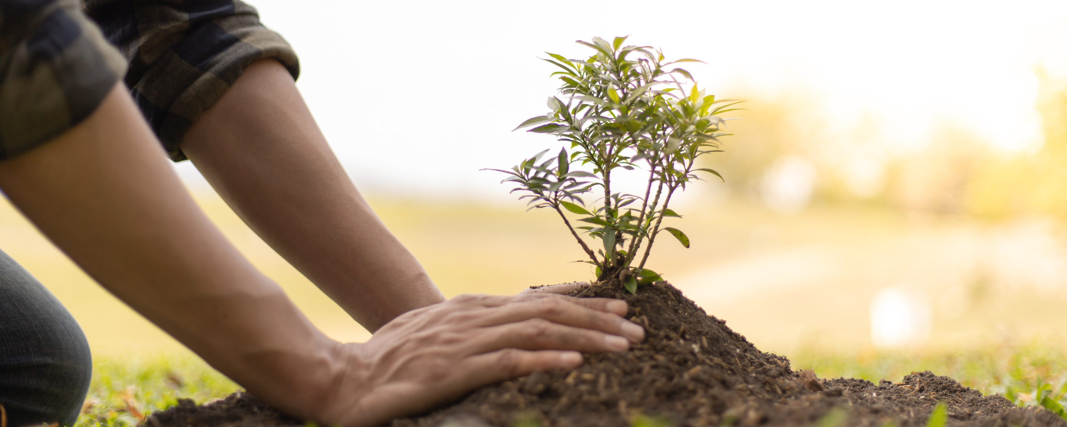 A person is shown planting a small sapling into a patch of soil. The person's hands are visible while planting the sapling, and the soil is visible, as well as some surrounding grass. The image signifies Happy Skin Soap Co.'s commitment to plant a tree for every order.